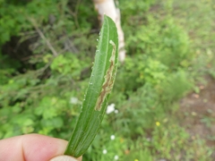Liriomyza ptarmicae