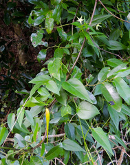 Vincetoxicum lycioides