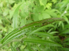 Liriomyza ptarmicae