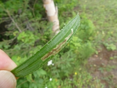 Liriomyza ptarmicae