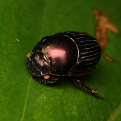 Onthophagus rutilans