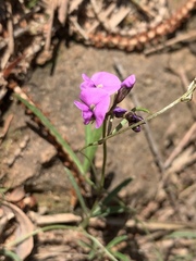 Glycine rubiginosa