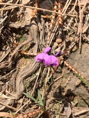 Glycine rubiginosa