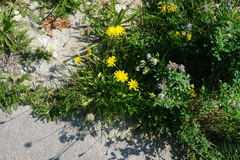 Leontodon hispidus hispidus