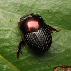 Onthophagus rutilans