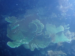 Montipora capricornis
