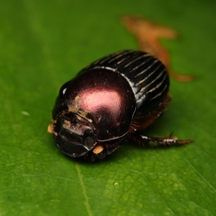 Onthophagus rutilans