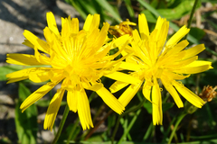 Leontodon hispidus hispidus