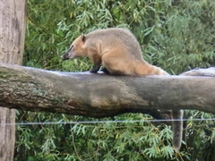 Nasua