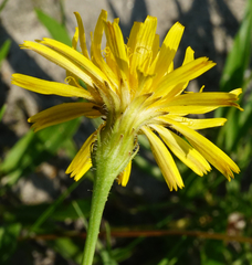 Leontodon hispidus hispidus