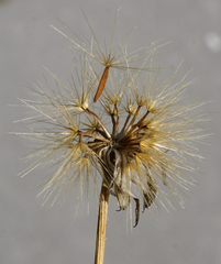 Leontodon hispidus hispidus