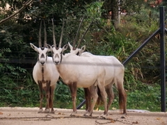 Oryx leucoryx