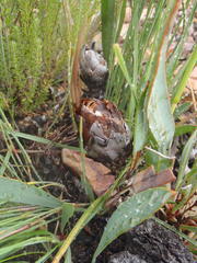 Protea vogtsiae