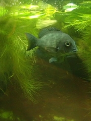 Paretroplus menarambo