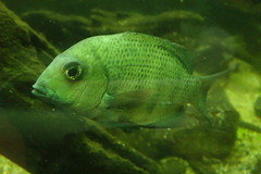 Paretroplus menarambo