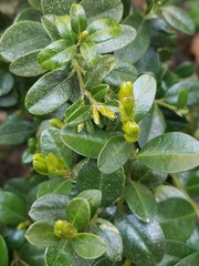 Buxus sempervirens