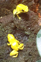 Phyllobates terribilis