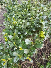 Buxus sempervirens