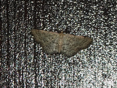 Idaea obsoletaria