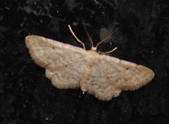 Idaea elongaria