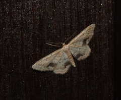 Idaea belemiata