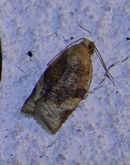 Clepsis siciliana