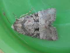 Mesoligia literosa