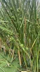 Sparganium erectum erectum