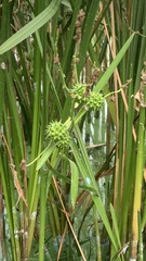 Sparganium erectum erectum