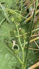 Sparganium erectum erectum