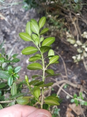 Buxus sempervirens