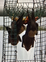 Pteropus rodricensis