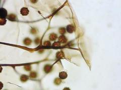 Meriderma cribrarioides