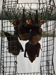 Pteropus rodricensis