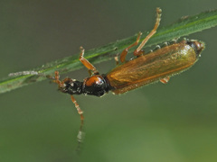Rhagonycha testacea