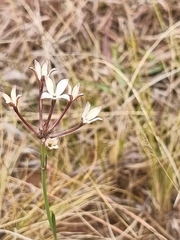 Kohautia amatymbica