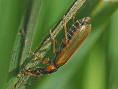 Rhagonycha testacea