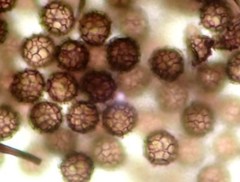 Meriderma cribrarioides