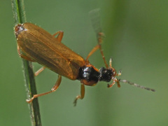 Rhagonycha testacea