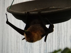 Pteropus rodricensis