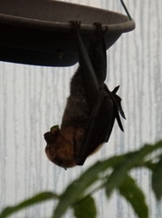 Pteropus rodricensis