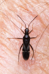 Pseudoxenetus regalis