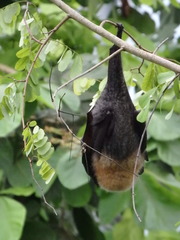 Pteropus rodricensis