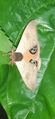 Automeris liberia