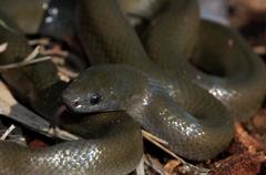 Lycodonomorphus inornatus