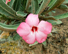 Adenium oleifolium