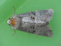 Mesoligia literosa