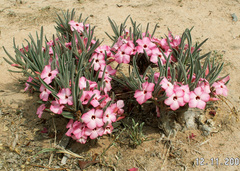 Adenium oleifolium