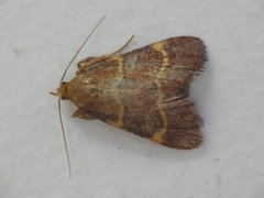 Hypsopygia rubidalis