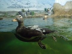 Somateria fischeri